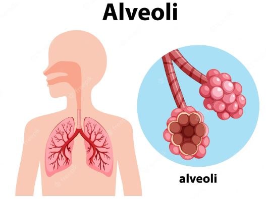 fungsi alveolus dan perannya yang penting dalam kesehatan pernapasan.