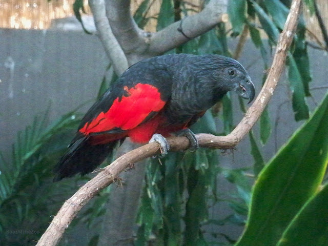 A large, black parrot with large, red wing patches leans forward.