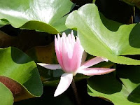 Nymphaea