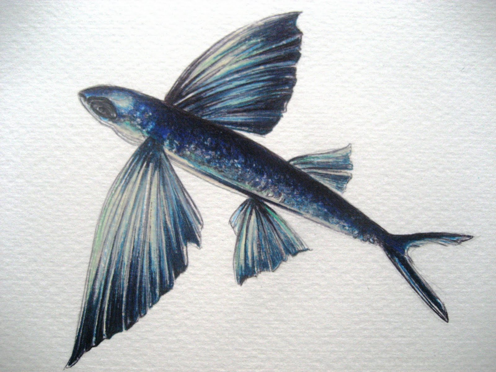 A Drawing a Day for a Year: April 11, 2011 - Flying FIsh