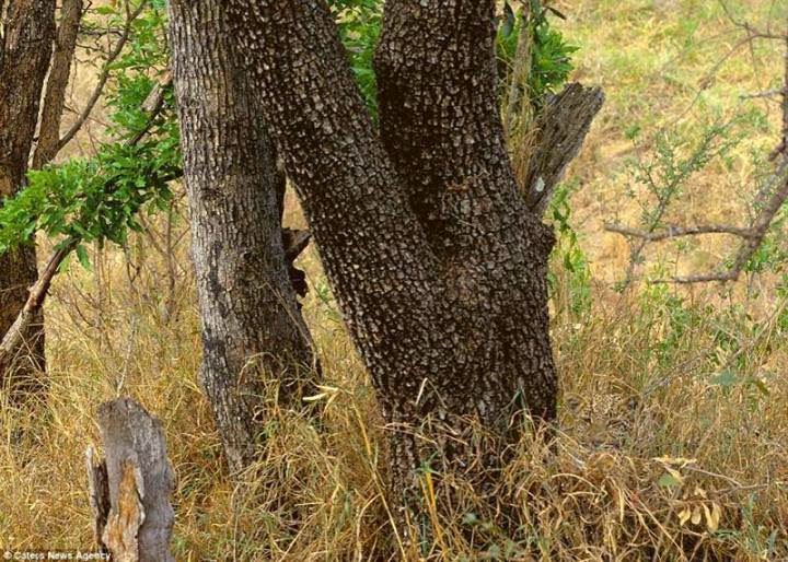 Zeka Sorusu: Resimdeki Leopar Nerede? Leopar'ı bulabilecek misiniz?