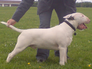 stand terrier up bull english ears 2 Ears (Tiberius) Bull Part Dozer Dozer English Terrier: