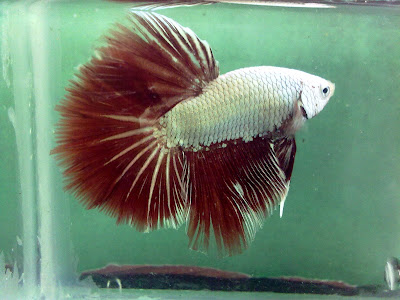 red dragon betta