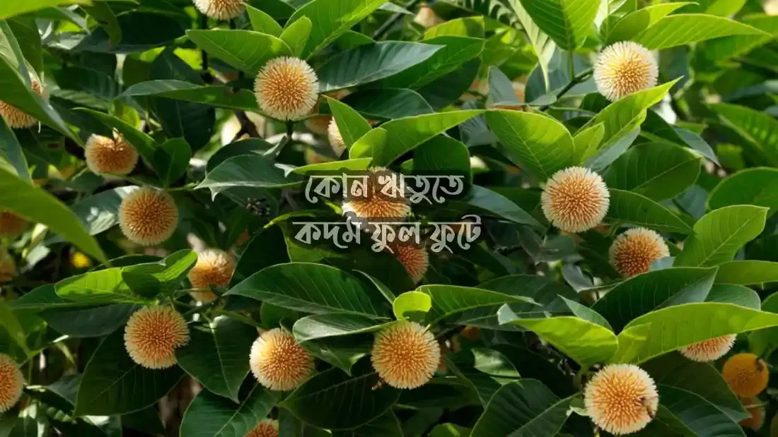 কোন ঋতুতে কদম ফুল ফুটে জেনে নিন