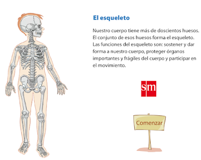 http://www.primaria.librosvivos.net/archivosCMS/3/3/16/usuarios/103294/9/6EP_Cono_cas_ud3_elEsqueleto/el_esqueleto.swf