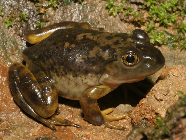 American Bullfrog - Lithobates catesbeianus