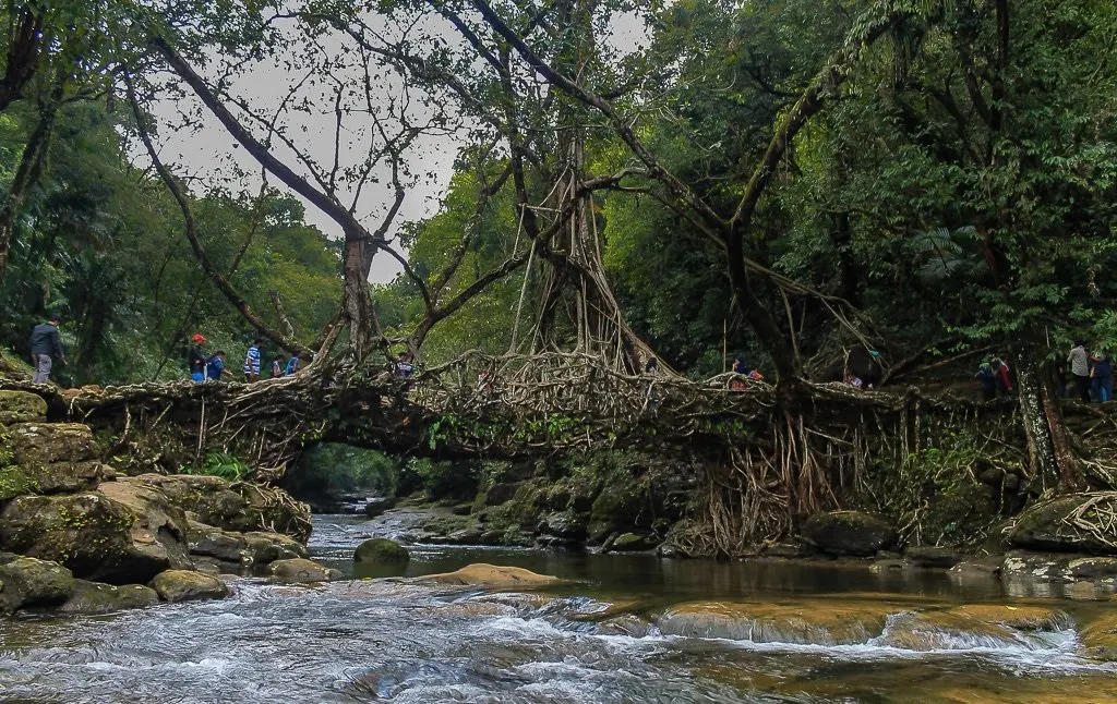 Living Root Bridges of Meghalaya, India