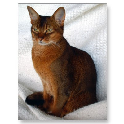 ruddy abyssinian - Tawny - Usual