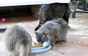 Efektifkah pelarangan memberi makan kucing jalanan di Indian Harbour Beach dalam menekan populasi kucing???