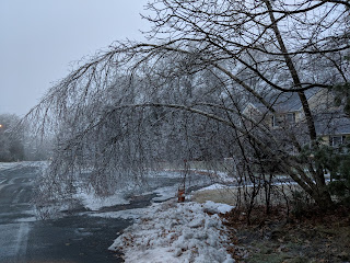 the weight of the ice has bent these trees