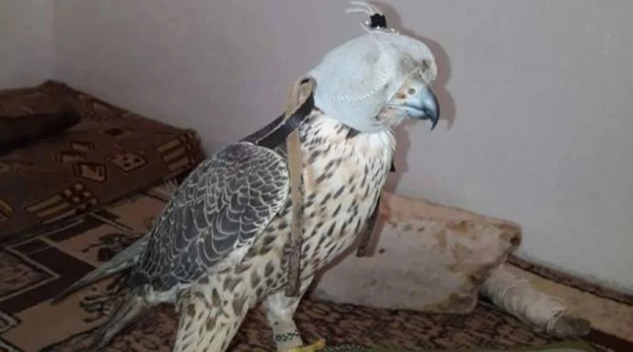 باعه بمبلغ خيالي.. طائر ينتشل مواطن سوري من الفقر (فيديو)