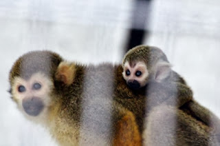 Common Squirrel Monkey