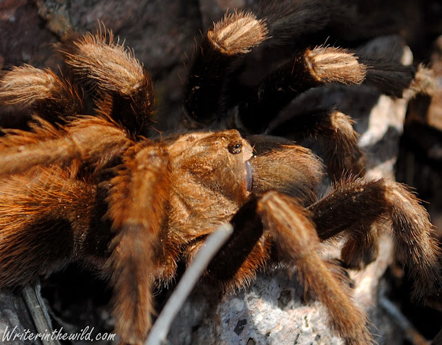 Desert Tarantula