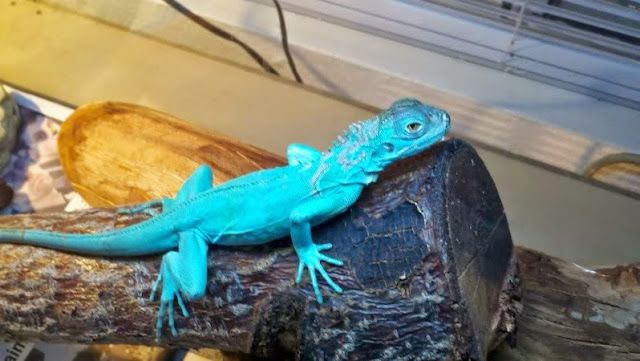 Iguana Biru (Blue Iguana)