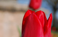 Baru 49 Gambar Flora Bunga Tulip Paling Modern Dan Nyaman, Gambar Bunga