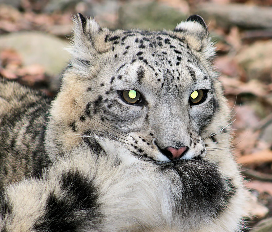 white leopards