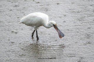 Wildlifefotografie Ahsewiesen Löffler Olaf Kerber