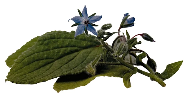 Borage works well as a garnish for savory dishes.