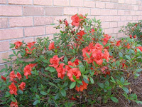 Autumn Embers Encore Azalea2