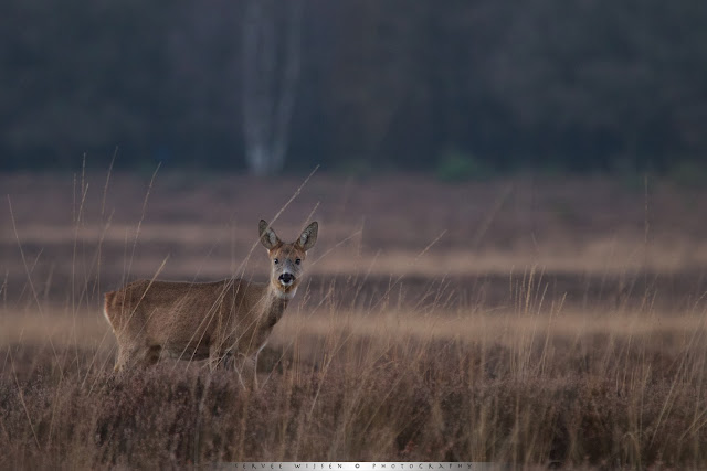 Roe Deer in soft light