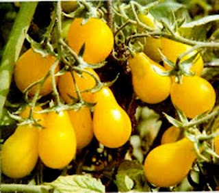 Pear Tomatoes