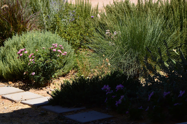 small sunny garden, tuesday view, desert garden, amy myers, dry climate