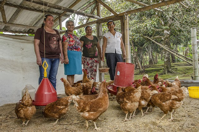 Sin campo no hay ciudad: mujeres protagonistas del Cauca