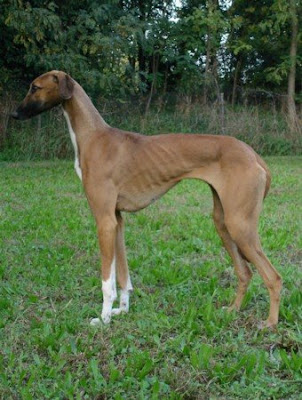 afrikan azawakh dog breed, ancient dog breed, azawakh dogs, azawakhs, afrikan azawakhs, african azawakh dogs, rare dog breeds, dog breed information about dog breed, dog breeds info, welcome dog lovers, information about dogs, african azawakh dogs, african azawakh dogs, african azawakh dog breed, african azawakh dog breed, african azawakh dogs