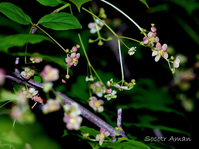 Euonymus oxyphyllus