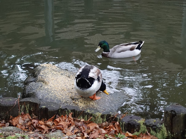 伯耆古代の丘公園の越冬中の鴨