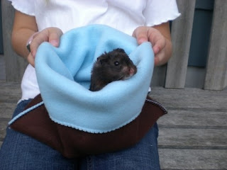 small pet pouch