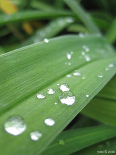 green drops, sydney