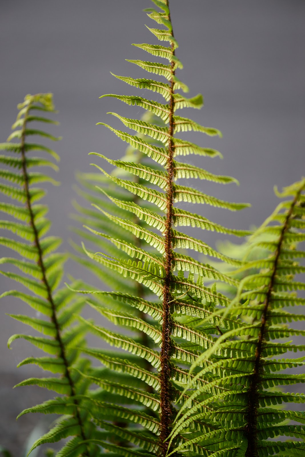 Patina Moon: Fern Leaf Doily