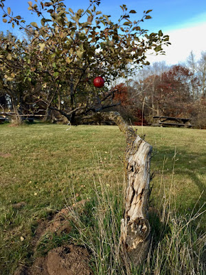 picture of old apple tree with one apple