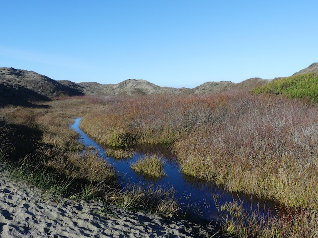 marshy area