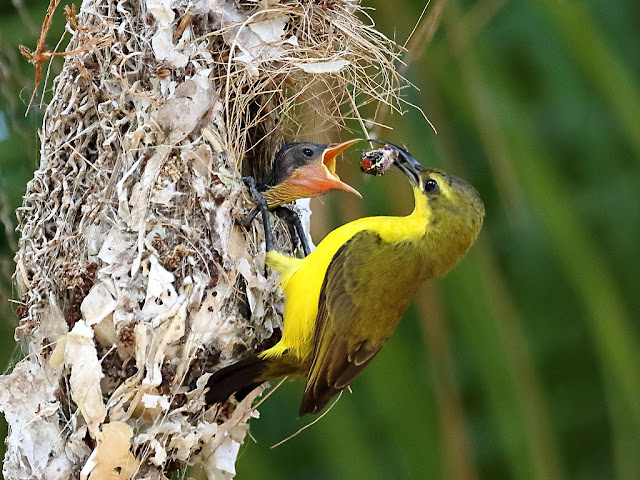 Unveiling the Charm of the Olive-backed Sunbird: A Miniature Marvel in Nature