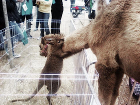 Animals need hugs too. Here are 21 pictures of animals hugging, animals hugging, cute animal hug, adorable animal pictures