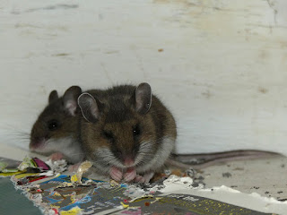 Souris sylvestre - Peromyscus maniculatus