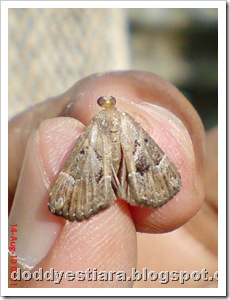 small moth ngengat kecil 01