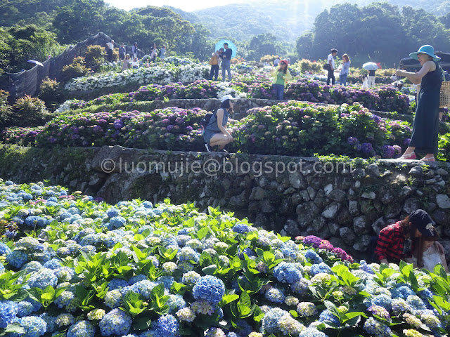 Yangmingshan Zhuzihu hydrangea