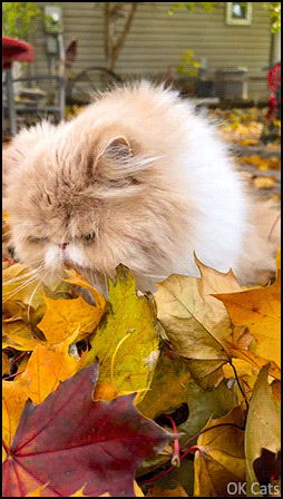 Weird Cat GIF • Funny Persian cat tries to eat beautiful Autumn leafs 🍁🍁🍁 [ok-cats.com]