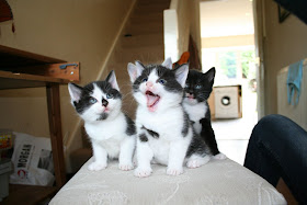funny cat pictures, three kittens