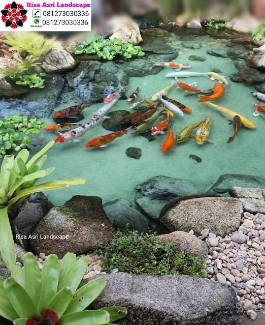 Risa Asri Landscape - Kolam Minimalis, Natural Koi Pond, Kolam Alami, Kolam Air Terjun/Mancur, Kolam Hias Batu Batuan