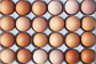 contaminated eggs