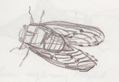 sketch of a cicada by David Borden