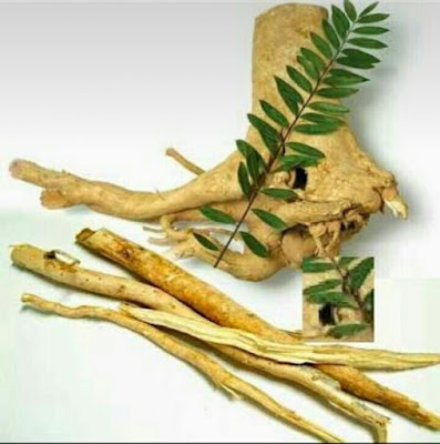 Herbal Tongkat Ali