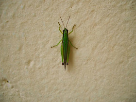 insect, grasshopper