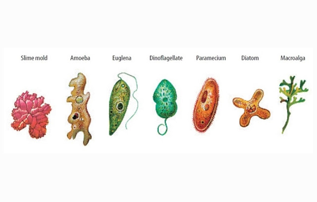 Protists Definition, Protists Classification, Protists Characteristics