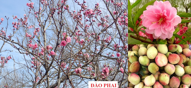 Cây Hoa Chữa Bệnh - ĐÀO PHAI