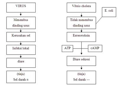 patofisiologi diare